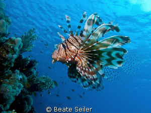 Lionfish at El Quadim , taken with Canon G10 by Beate Seiler 